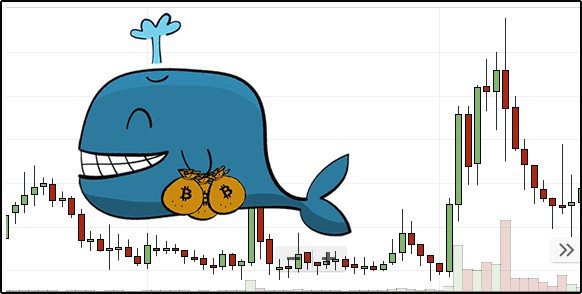 智慧鯨魚駕馭加密貨幣的故事
